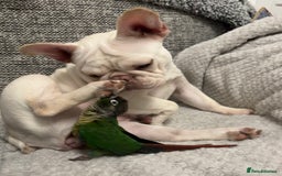 French Bulldog dogs for sale: Such a honest little lady - Image 11