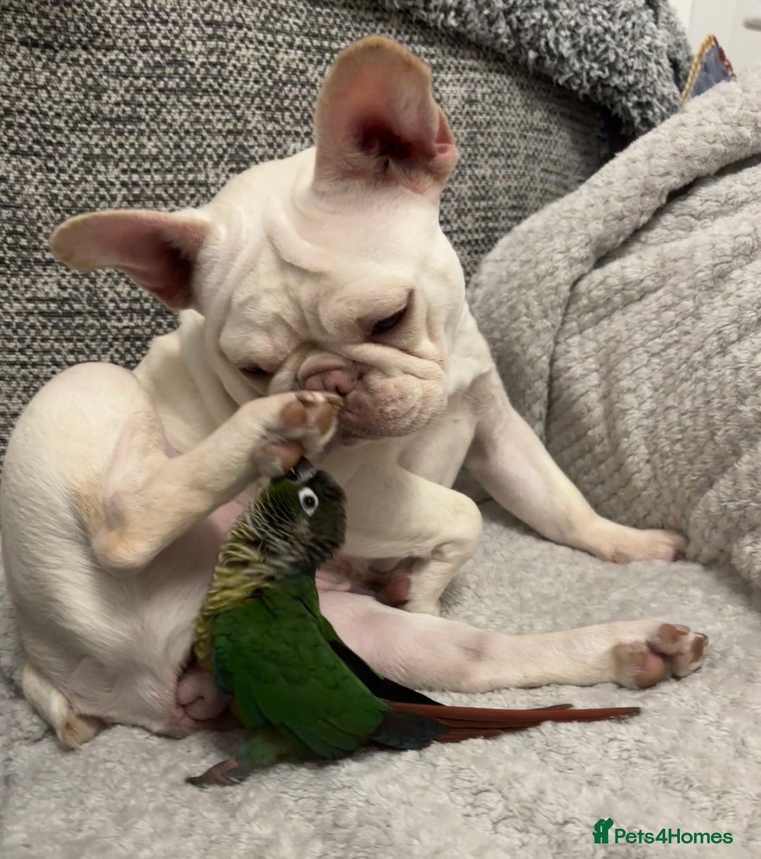 French Bulldog dogs for sale: Such a honest little lady - Image 11