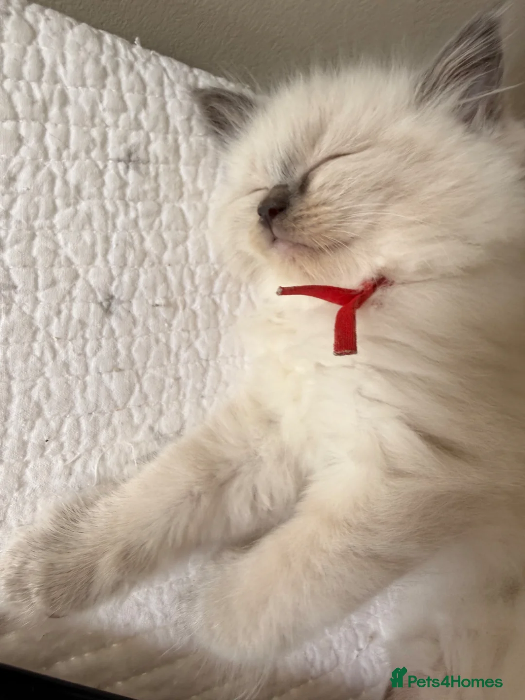 Ragdoll cats for sale: Beautiful ragdoll boys! 😻🐱 - Advert 2