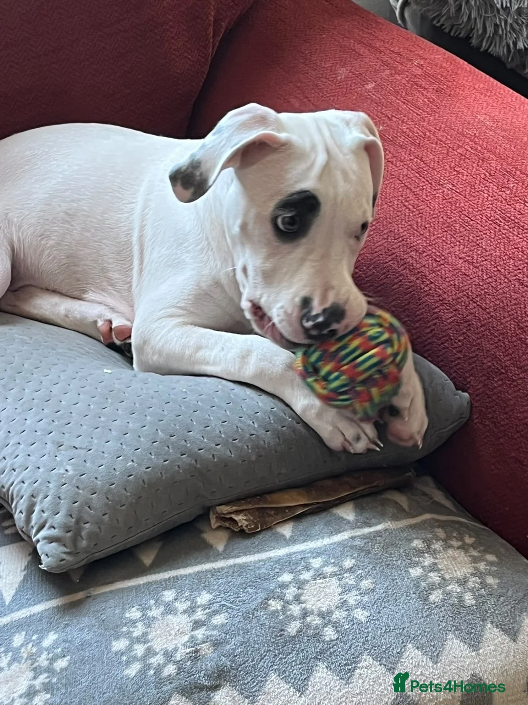 Staffordshire Bull Terrier dogs for sale: Gorgeous missy the second  - Advert 12