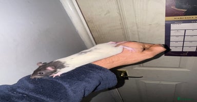 Rat rodents - Advert 8