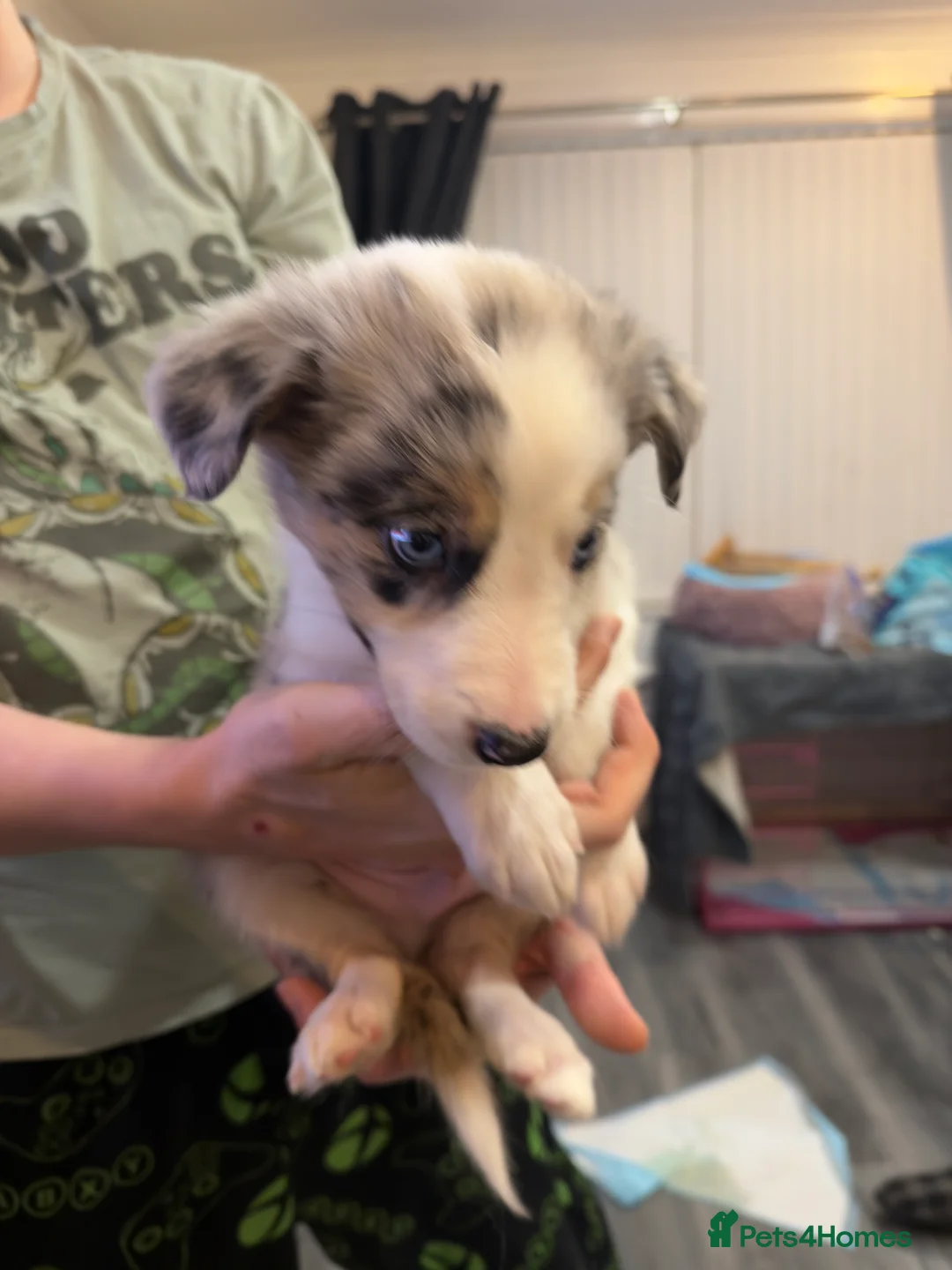 Mixed Breed dogs for sale: Stunning Border Collie Cross Puppies Family Raised - Advert 37