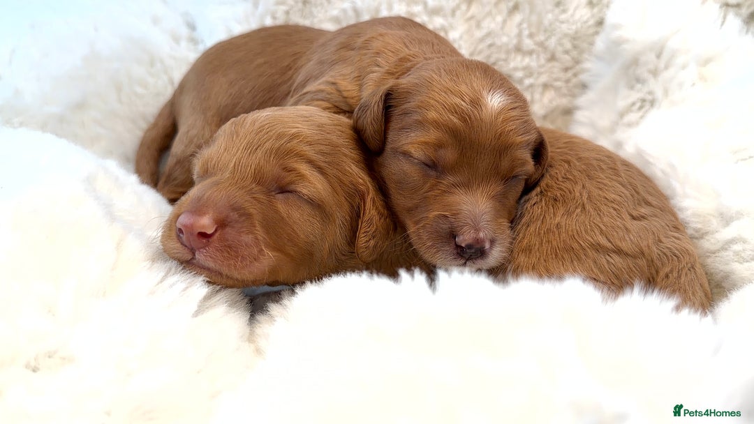 Cockapoo dogs for sale: Gorgeous F2 Cockapoo Puppies  - Advert 11