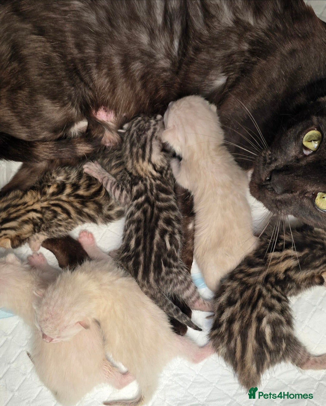 Bengal cats for sale: Tica registered Snow Bengal Boys - Image 4