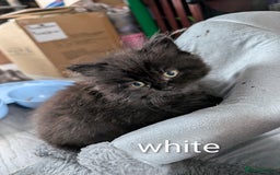 Persian cats for sale: British Persian  - Image 6