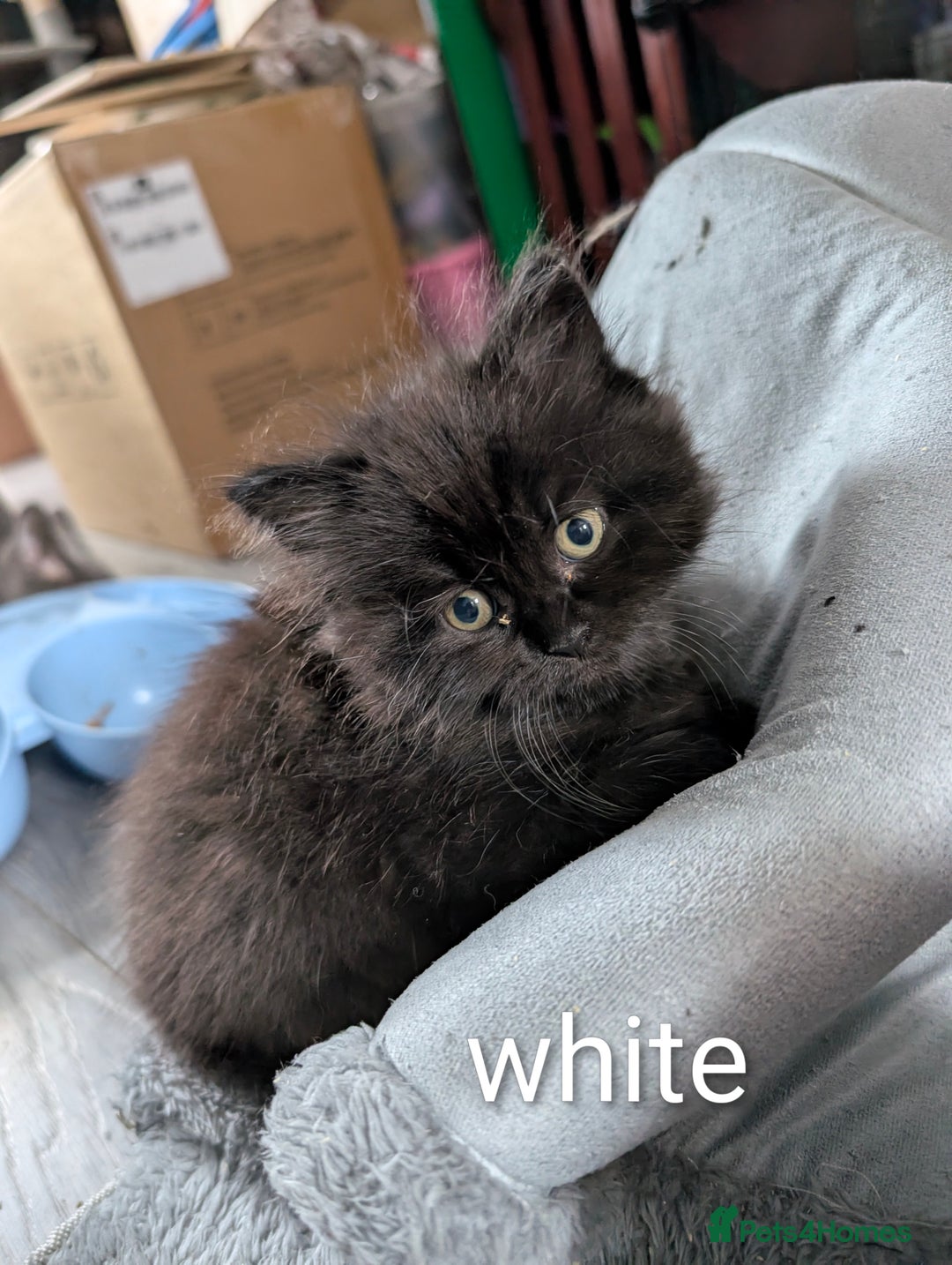 Persian cats for sale: British Persian  - Image 6