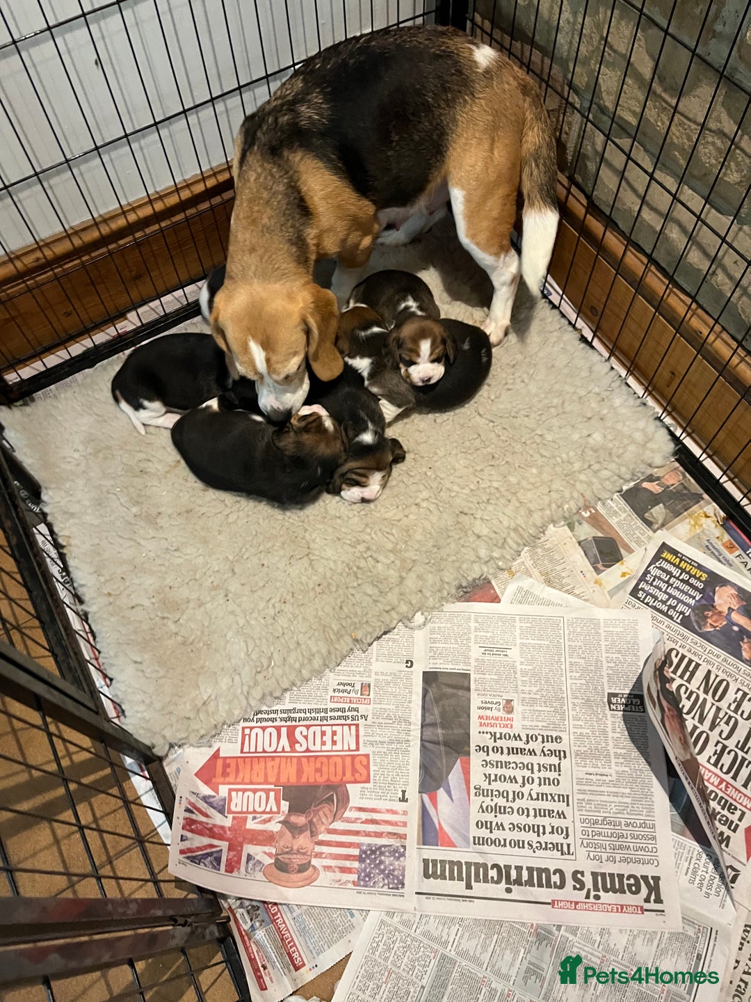 Beagle dogs for sale: Champion Bred Puppies (KC Reg) - Advert 3
