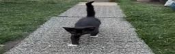Domestic Shorthair cats for sale: Black White Cat - Advert 4