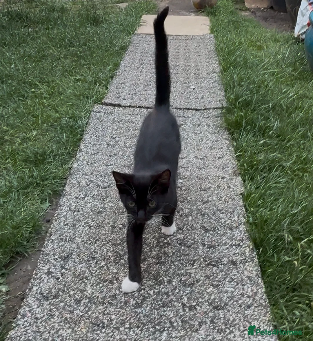 Domestic Shorthair cats for sale: Black White Cat - Advert 4