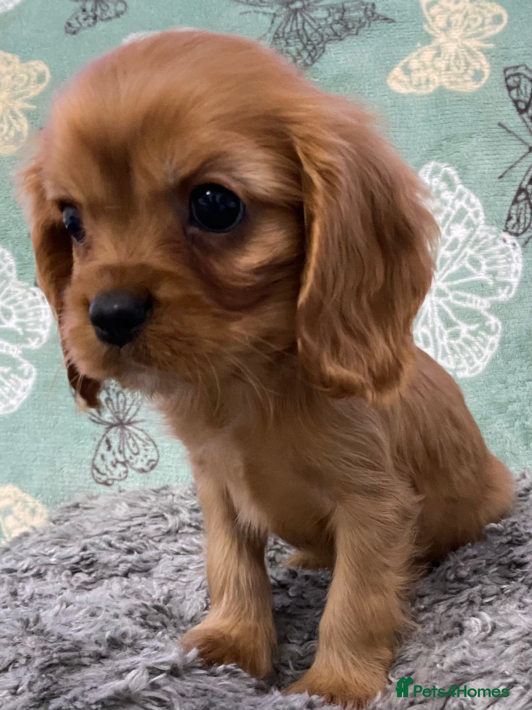 Cavalier King Charles Spaniel dogs for sale: pure cavalier king Charles spaniel - Image 8