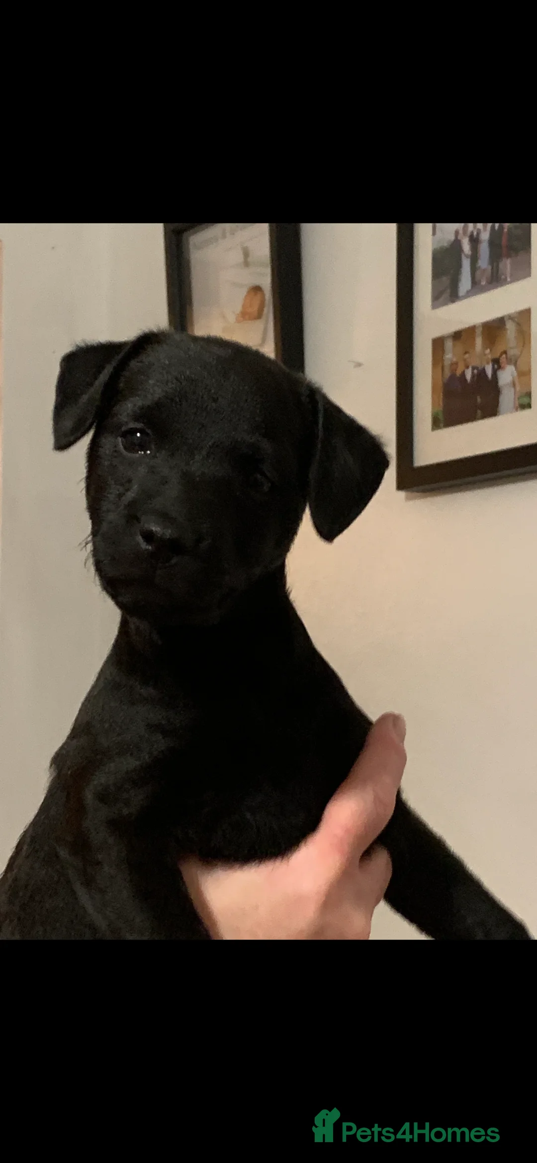 Patterdale Terrier dogs for sale: Quality Patterdales Puppies for sale - Advert 9