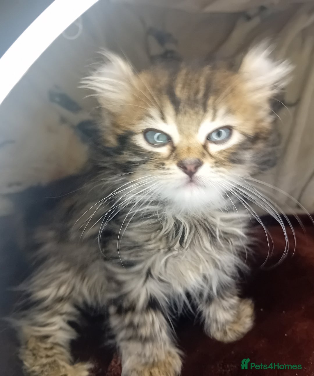 Bengal cats for sale: BengalX Ragdoll, American curl kittens - Advert 16