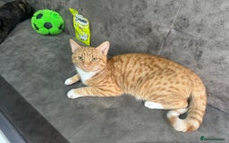 British Shorthair cats for sale: Male ginger cat - Image 2