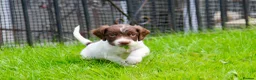 English Springer Spaniel dogs for sale: Working Line Liver And White Springer Spaniels - Advert 29