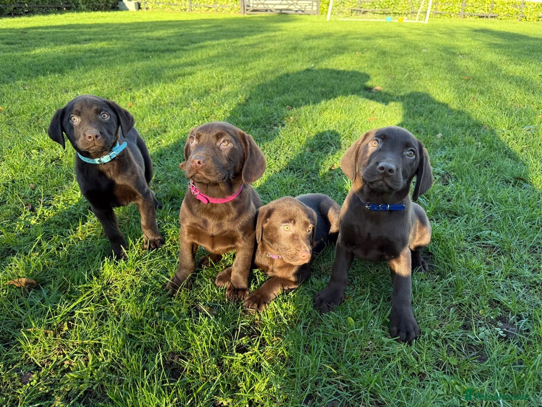 Labrador Retriever dogs for sale: Chocolate Labrador puppies  - Advert 11
