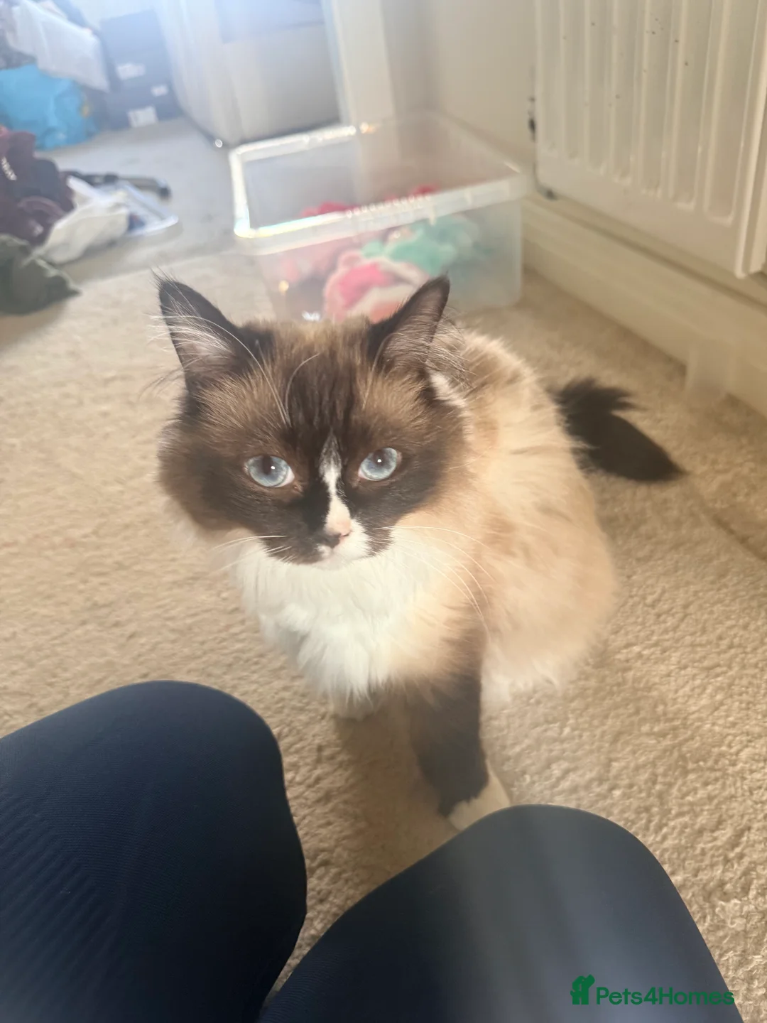 British Shorthair cats for sale: 3 year old ragdoll & 1 year old BSH predigrees in Tollerton - Advert 2