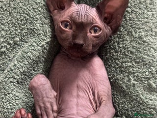 Sphynx cats Canadian Sphyx - Advert 16