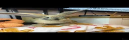 Continental Giant rabbits for sale: Stunning continental giant baby bunny rabbits - Advert 28