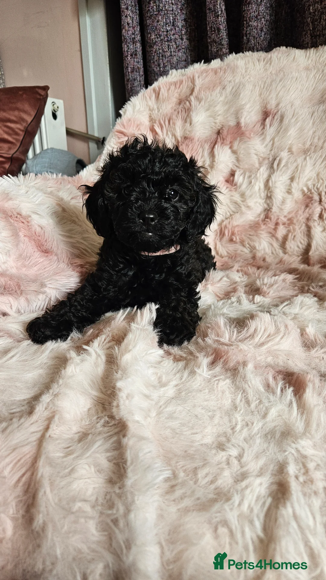 Toy Poodle dogs for sale: Beautiful apricot/Black toy poodle for sale  in Dumfries - Advert 7