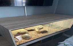 Hermann Tortoise reptiles for sale: 8 yr old Herman Tortoise- Podrick  - Image 8