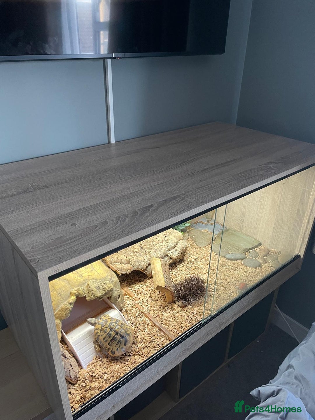 Hermann Tortoise reptiles for sale: 8 yr old Herman Tortoise- Podrick  - Image 8