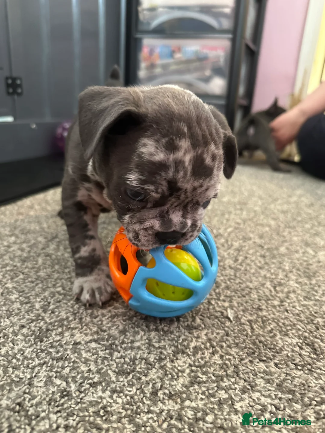 French Bulldog dogs for sale: Charming selection of French Bulldog Puppies - Image 13