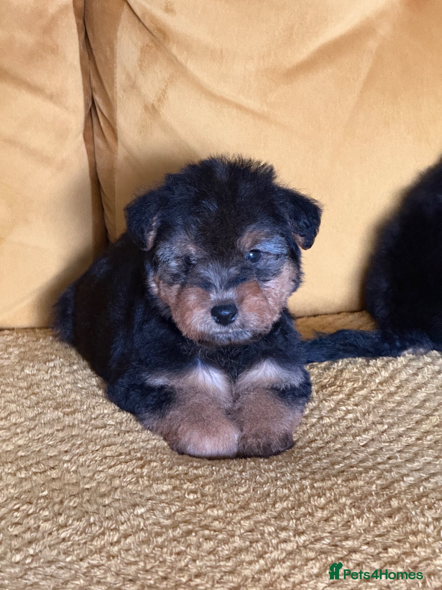 Mixed Breed dogs Wawauzer puppies  - Advert 1
