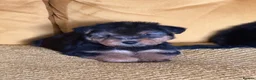 Mixed Breed dogs for sale: Wawauzer puppies  - Advert 1