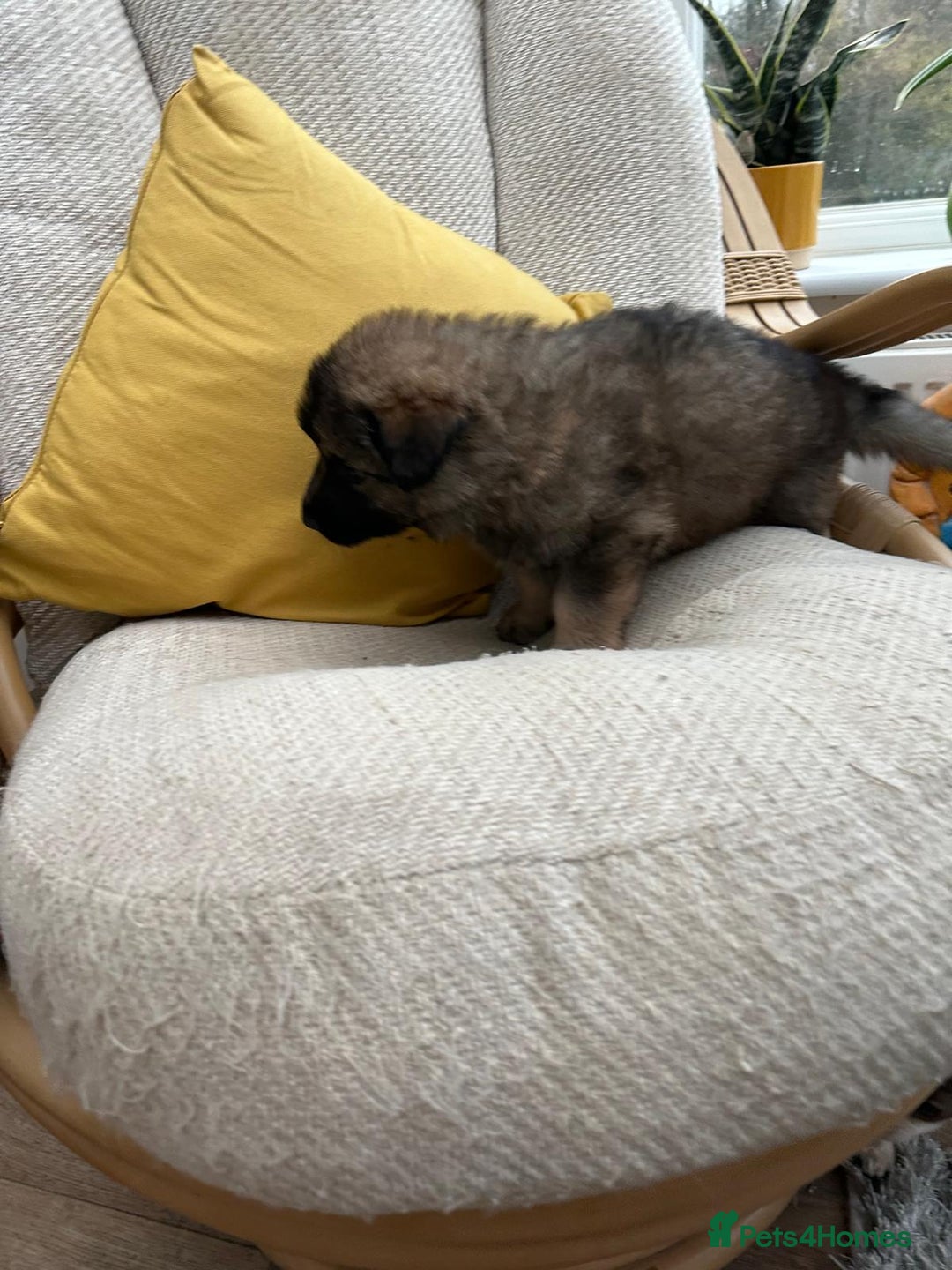 German Shepherd dogs for sale: GSD puppies - Advert 8