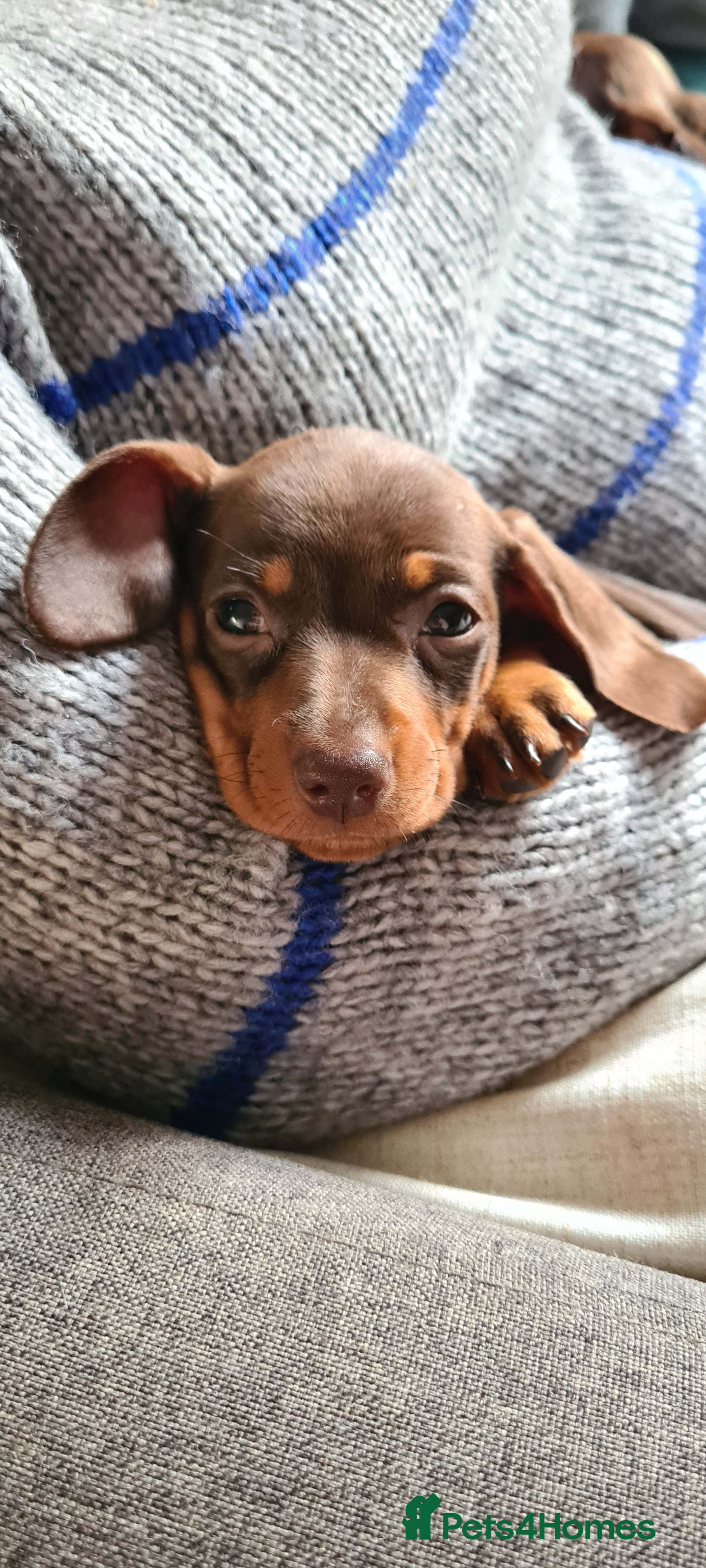 Miniature Dachshund dogs Kc pedigree mini daxie girlie - Advert 4