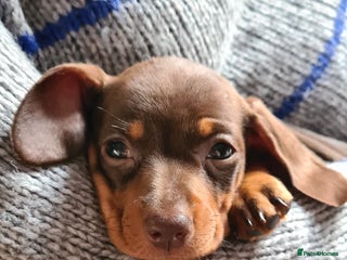 Miniature Dachshund dogs Kc pedigree mini daxie girlie - Advert 4