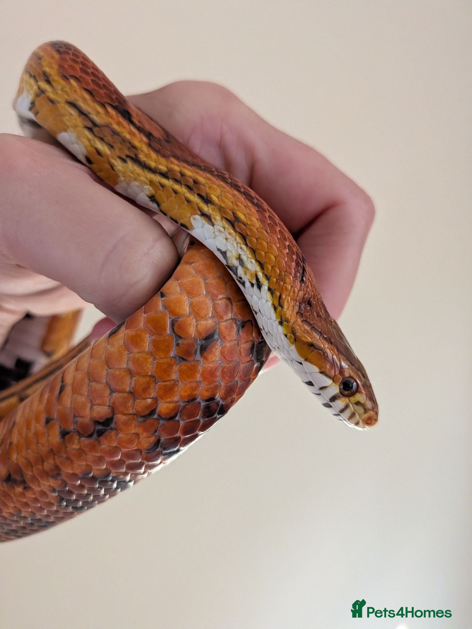 Corn Snake reptiles Corn Snake & Vivarium - 4 years old - Advert 1