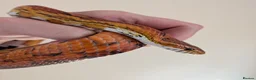 Corn Snake reptiles for sale: Corn Snake & Vivarium - 4 years old in Heanor - Advert 1