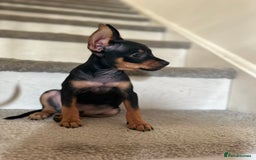 Russian Toy Terrier dogs for sale: Russian Toy terrier KC - Image 5