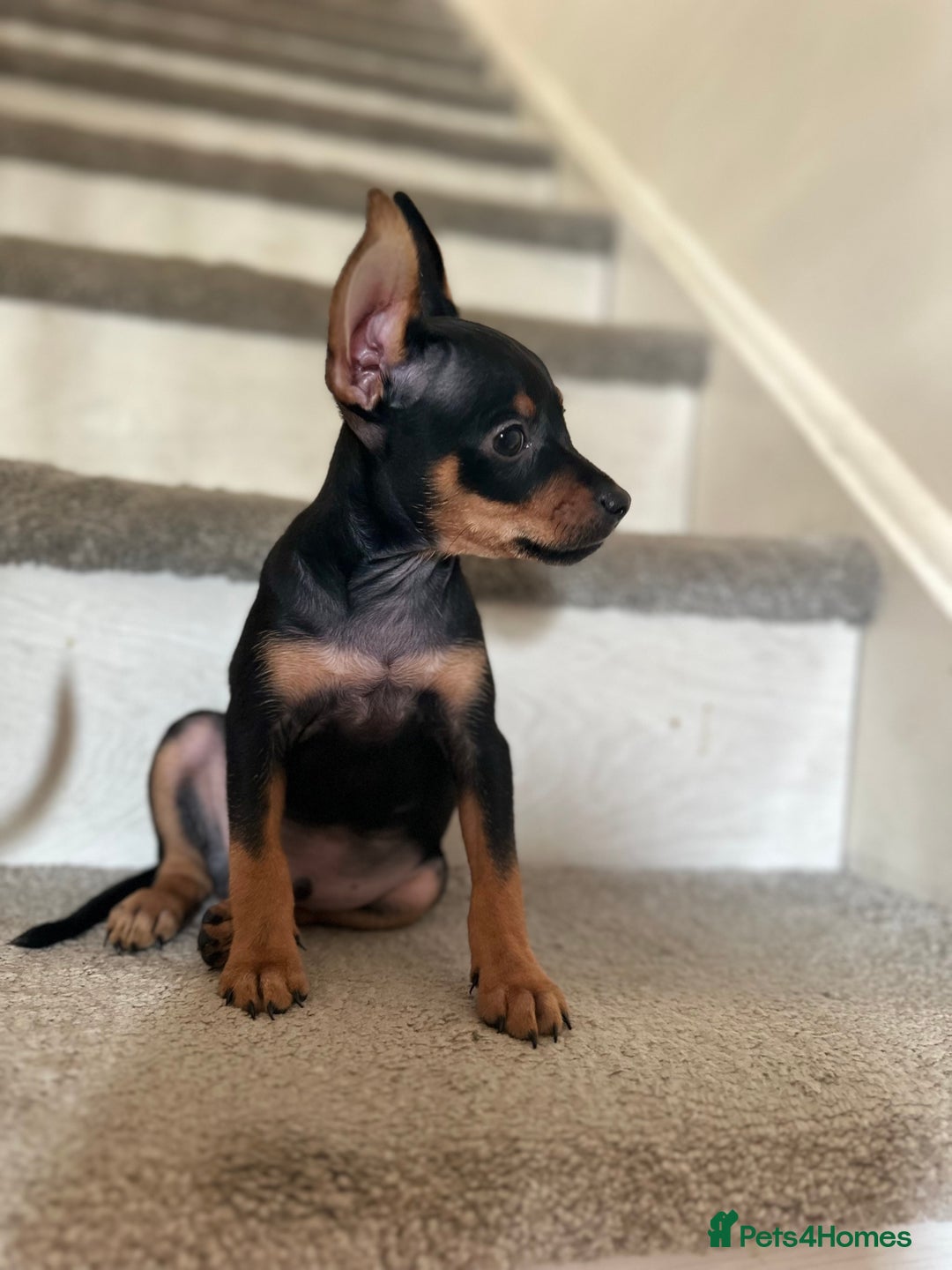 Russian Toy Terrier dogs for sale: Russian Toy terrier KC - Image 5