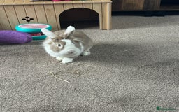 Lionhead rabbits for sale: Toffee - Image 5