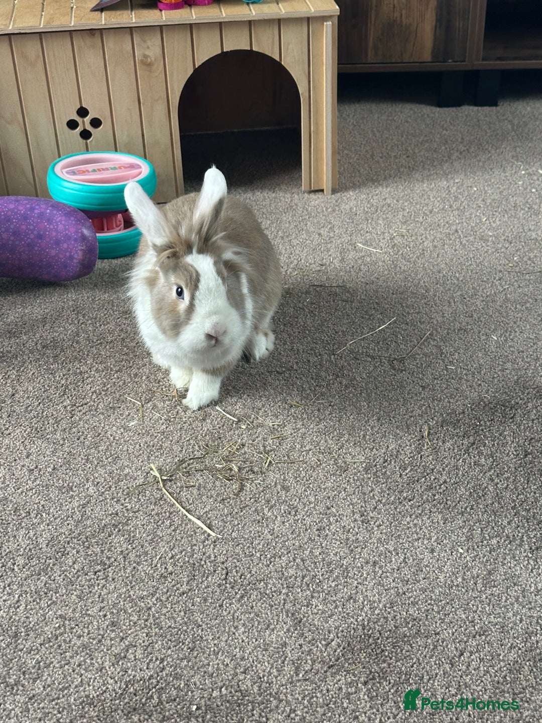 Lionhead rabbits for sale: Toffee - Image 5