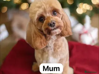 Cavapoo dogs 👉 Tiny Teddy Toy Cavapoos 🐶 Home Raised - Advert 7
