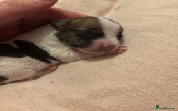 Jack Russell dogs for sale: Jack Russell puppies - Advert 4