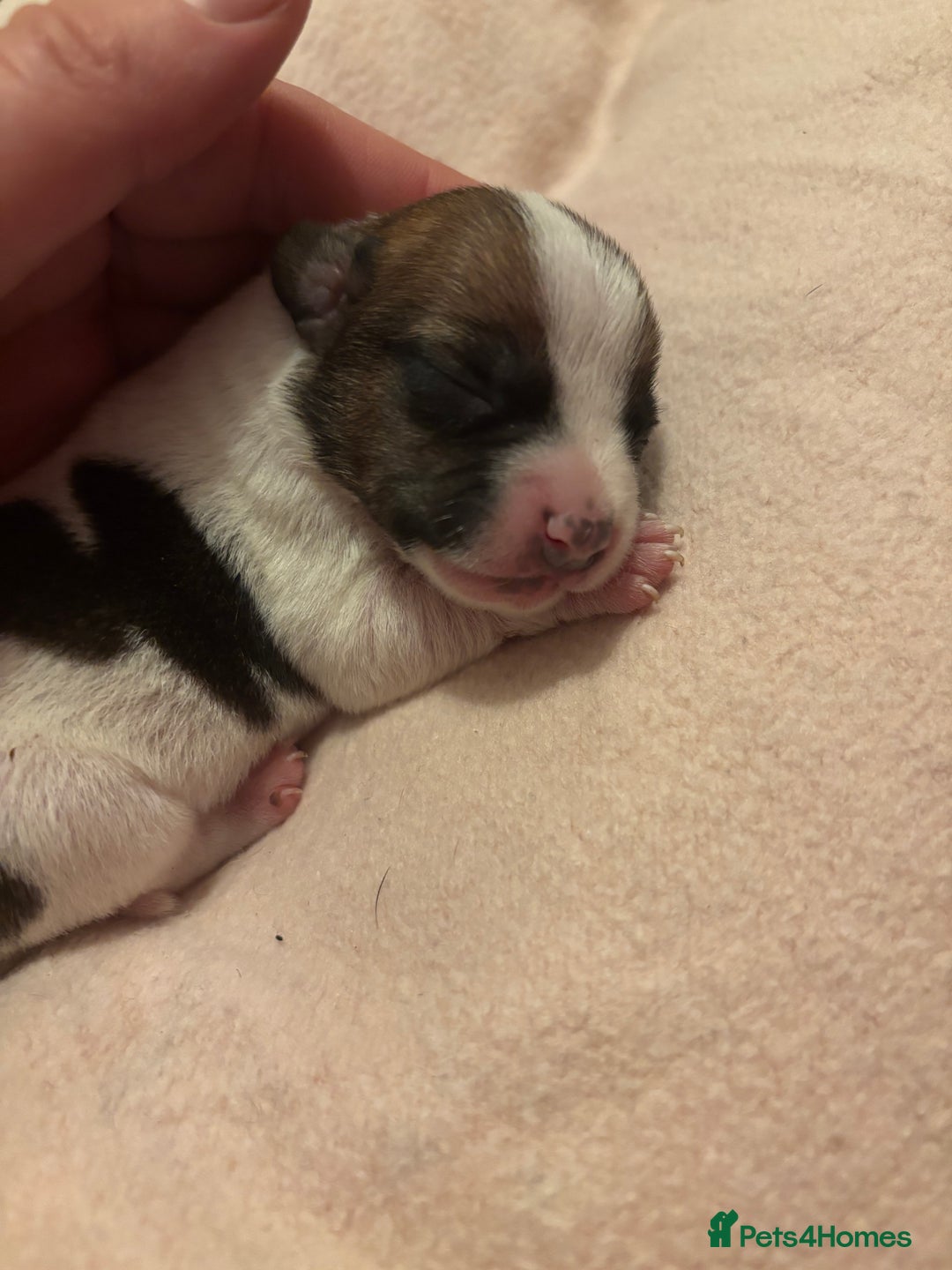 Jack Russell dogs for sale: Jack Russell puppies - Advert 4