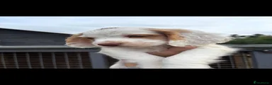 Cocker Spaniel 2