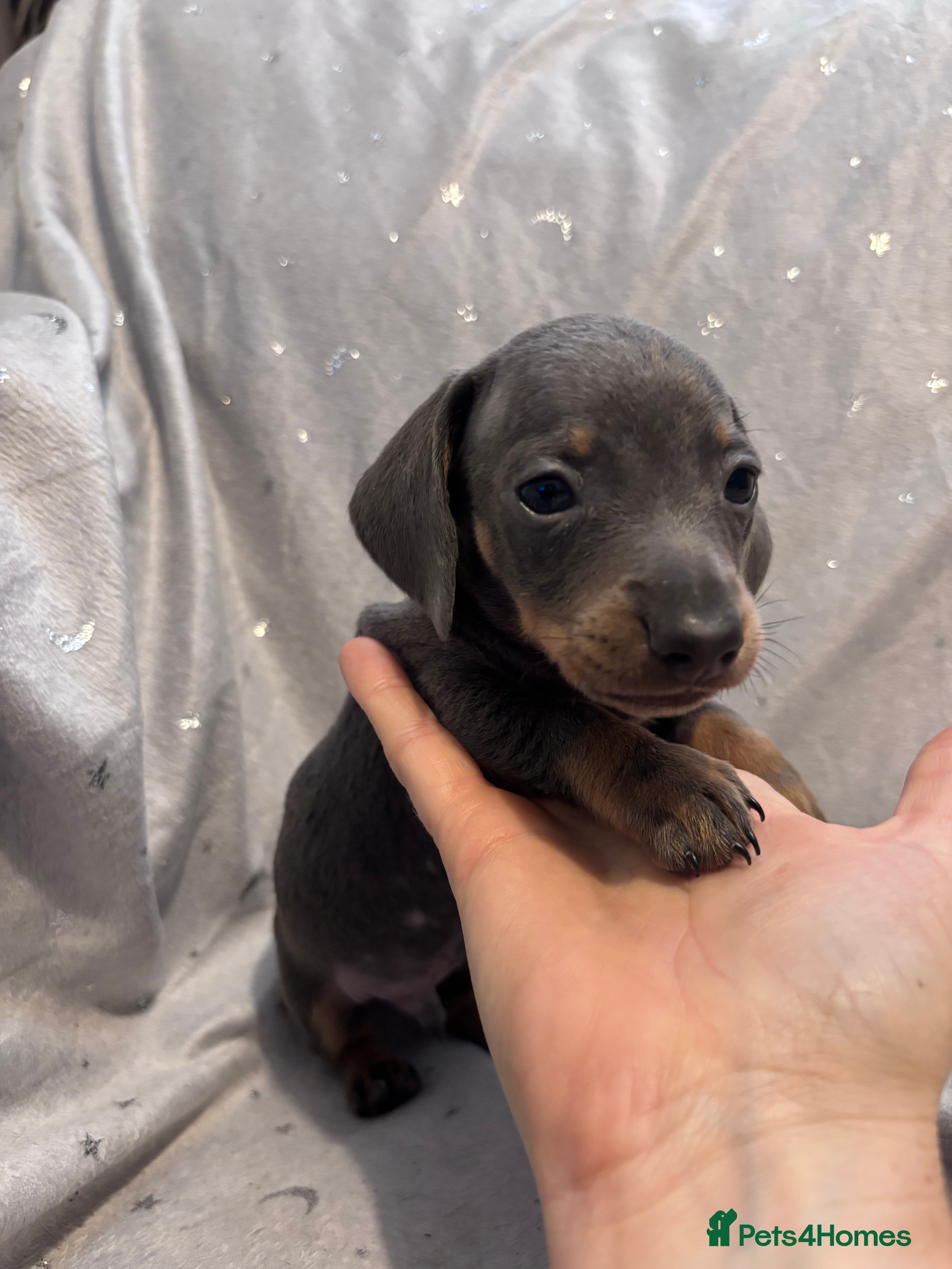 Miniature Dachshund dogs Stunning RARE miniature Dachshunds - Advert 2