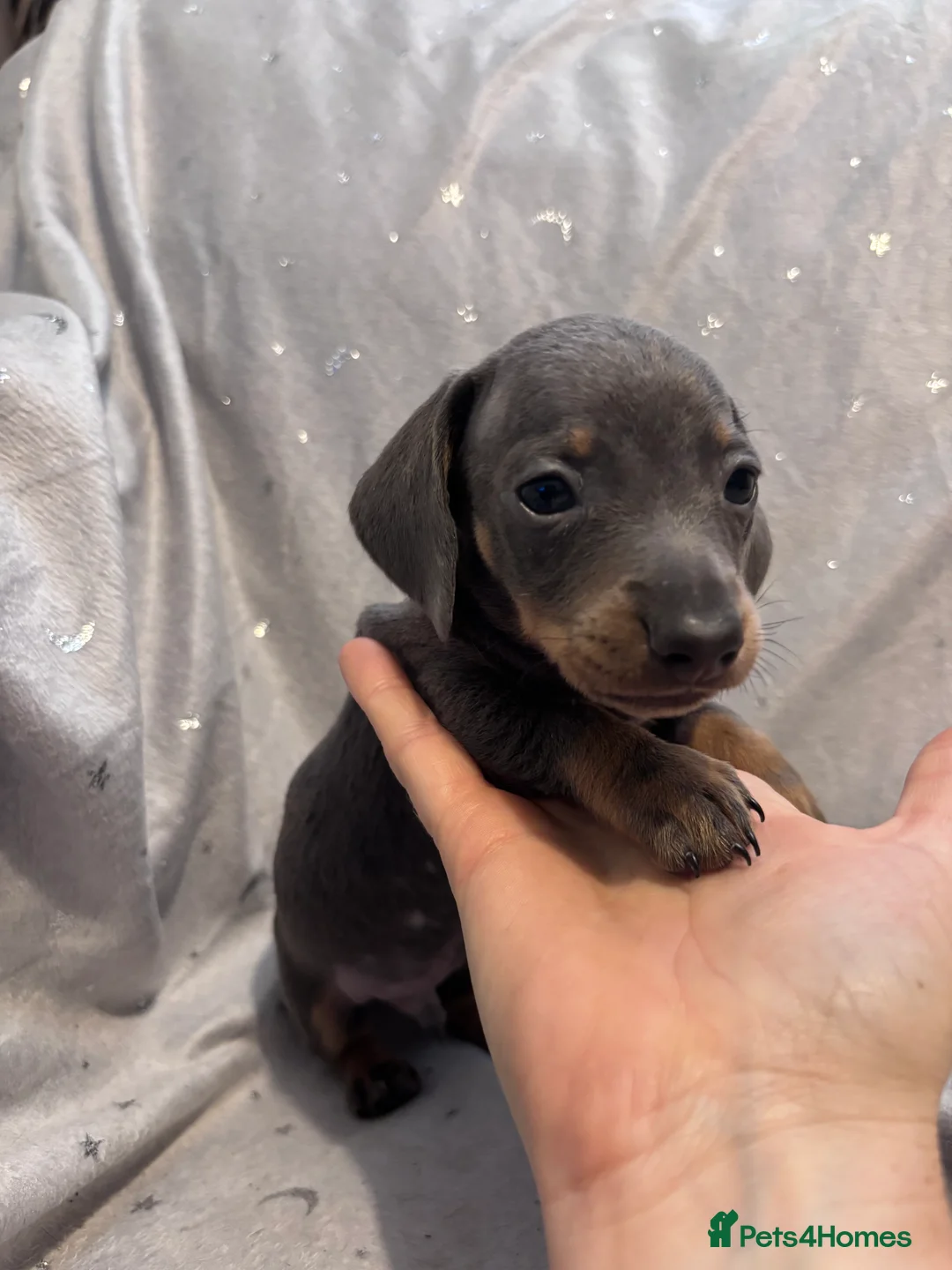 Miniature Dachshund dogs for sale: Stunning RARE miniature Dachshunds - Advert 2