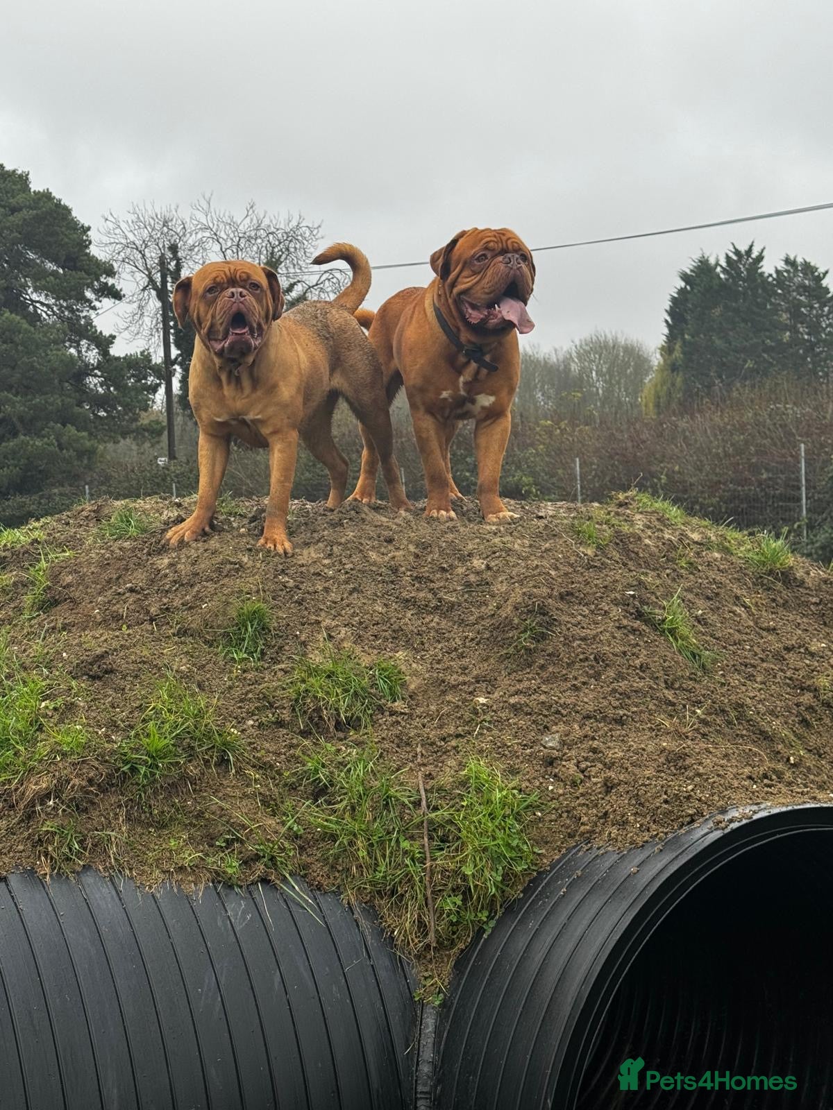 Dogue De Bordeaux dogs Beautiful Dogue De Bordeaux - Advert 1