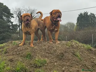 Dogue De Bordeaux dogs Beautiful Dogue De Bordeaux - Advert 3