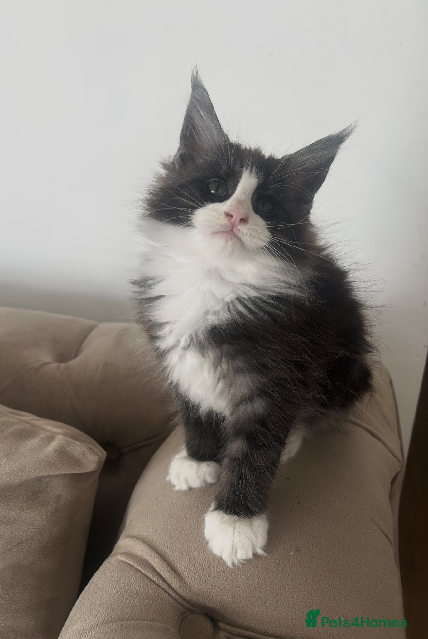 Maine Coon cats Maine Coon kittens Left 2 Girls and 1 Boy  - Advert 1