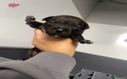 Staffordshire Bull Terrier dogs for sale: Staffordshire bull terrier puppies - Image 9