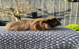Guinea Pig rodents for sale: 2 year old male piggy  - Advert 5