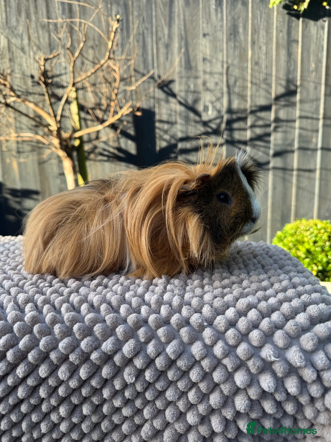 Guinea Pig rodents for sale: 2 year old male piggy  - Advert 5