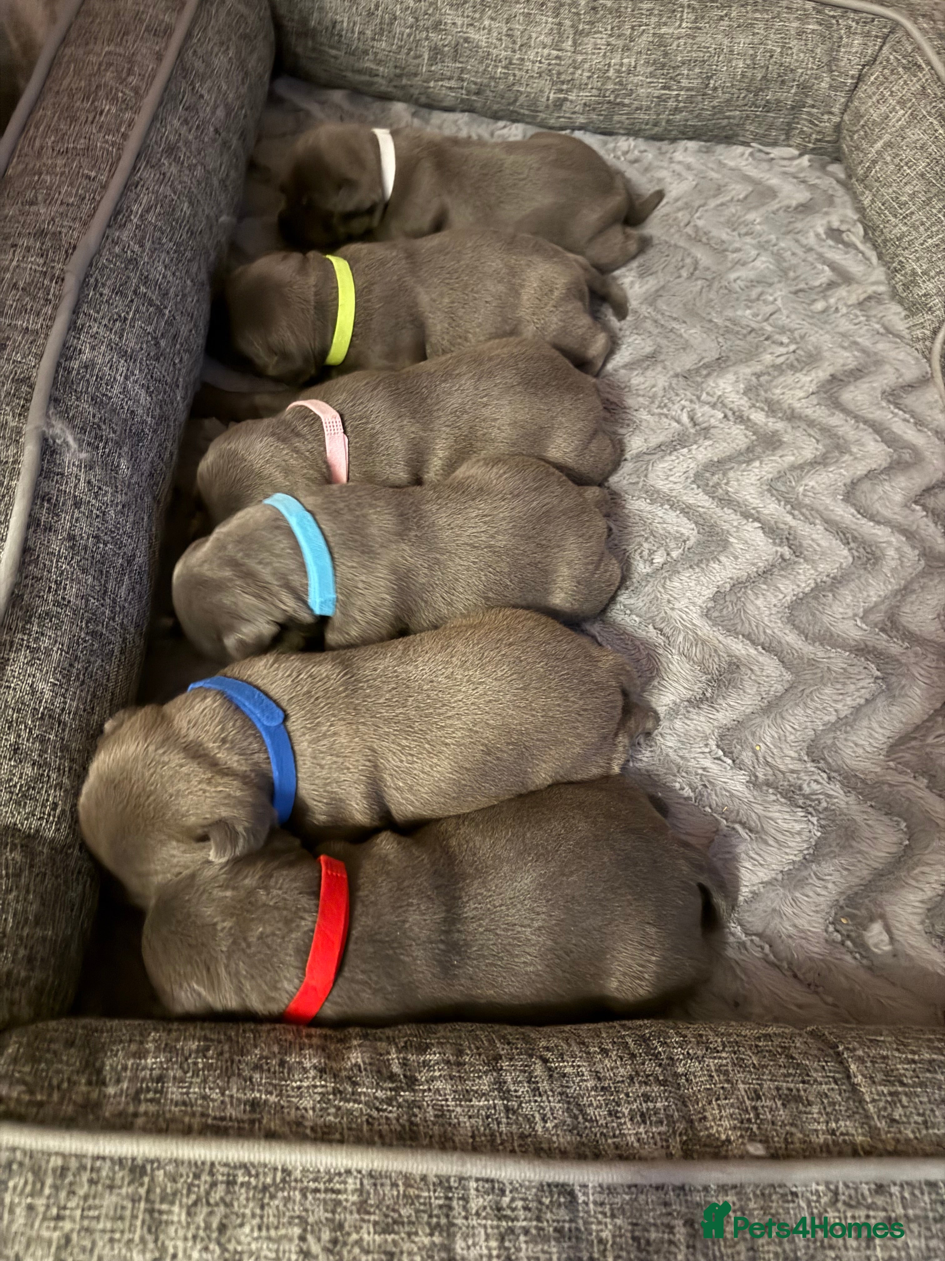 Staffordshire Bull Terrier dogs KC Blue Staffordshire Bull Terrier Puppies  - Advert 4